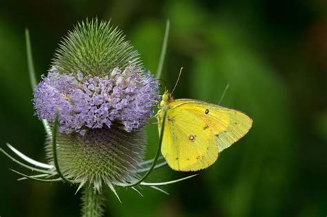 Teasel Plant Identification and Control Methods .